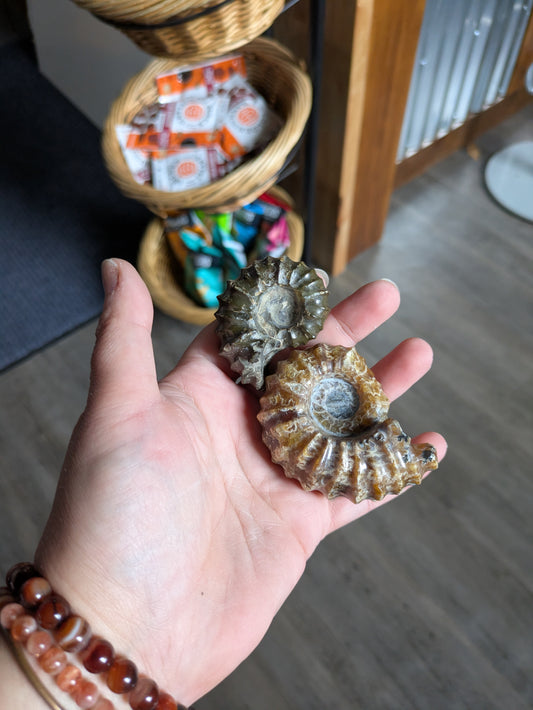 Ammonite